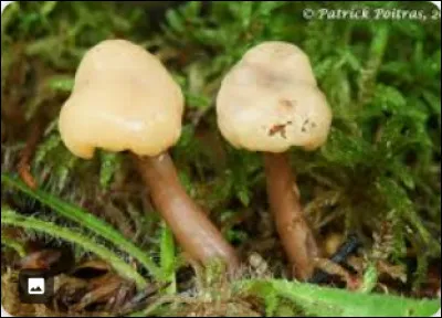 Le Cudonia circinan est-il un champignon comestible ?