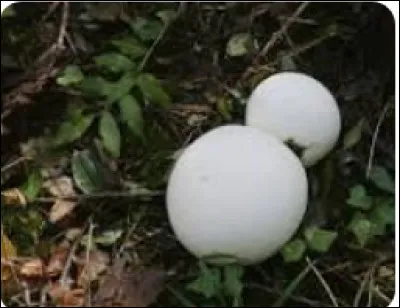 La vesse-de-loup est-elle un champignon comestible ?