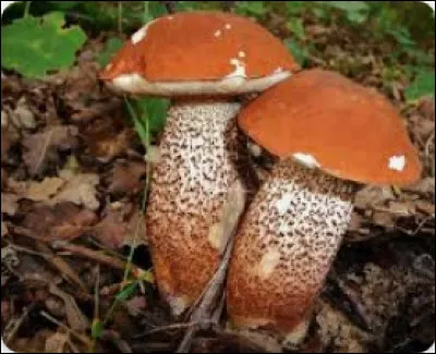 Quel est ce champignon ?