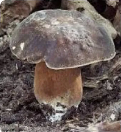 Quel est ce champignon ?