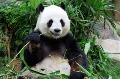 Animaux - Où vit à l'état sauvage le panda géant ?