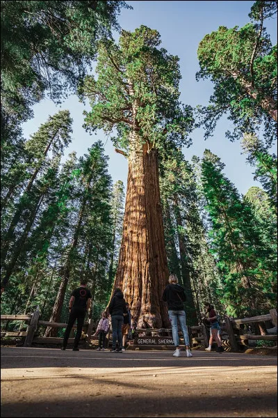 Quel est le nom du sequoia géant du ''parc national de Sequoia'' en Californie ?