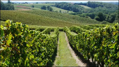 Quel est ce vignoble, produisant des vins rouges, rosés et blancs, situé dans le sud-est du département, autour du village de Geaune ?