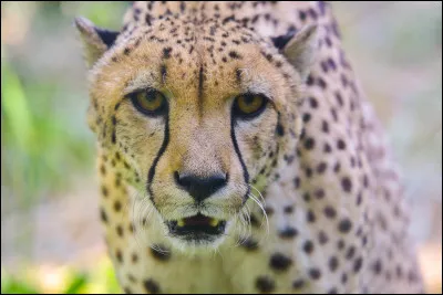 Quel est l'animal symbolique de l'Espagne ?