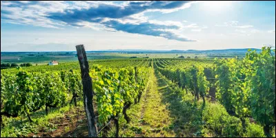 Partons vers l'est. La Hongrie est connue pour ses nombreux vignobles, notamment le plus célèbre, celui de Tokaj. Quel type de vin y produit-on ?