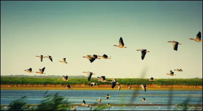 La région de Hortobágy est célèbre pour être le plus grand parc national du pays. Quelle est une caractéristique notable de cette région ?