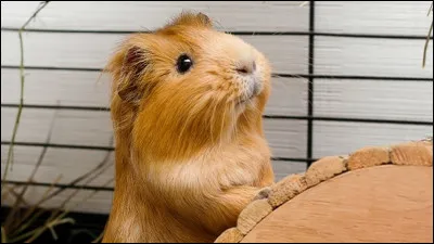 Quel animal préfères-tu ? (2)