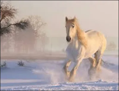 Quel chanteur évoque un cheval blanc dans sa chanson "Stewball" ?