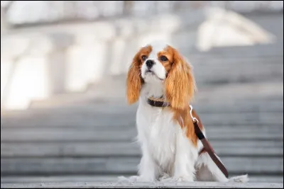 Quelle est la couleur qui n'existe pas dans les robes du cavalier ?