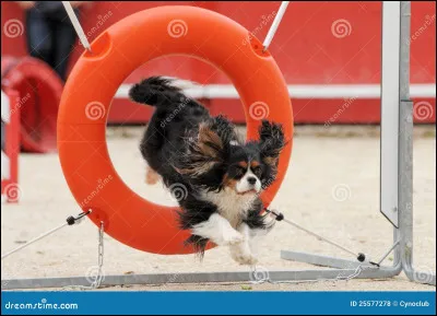 Le cavalier king charles est-il un chien sportif ?