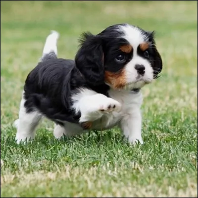 Quel est à peu près la longévité de vie du cavalier king charles ?