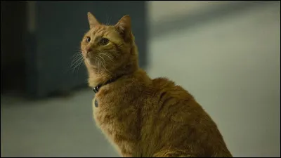 Comment s'appelle cet animal ?
(Oui il est bien de Marvel)