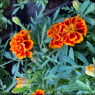 Quel est le nom de cette plante ?