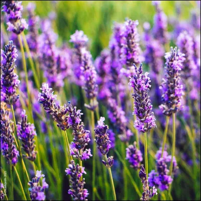 Comment s'appelle cette fleur ?