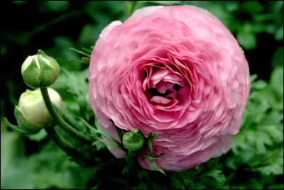 Quel est le nom de cette fleur ?