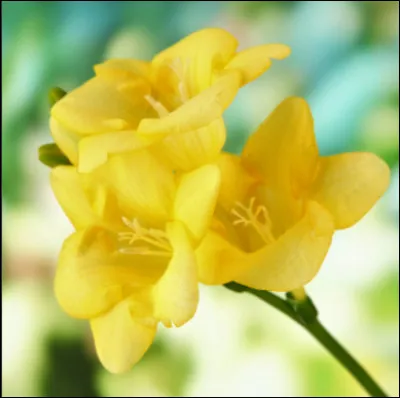 Quel est cette jolie fleur ?