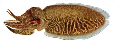 Complétez le titre du livre d'André Brink, de 1979, "une saison blanche et..."