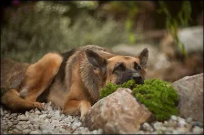 Quel animal symbolise l'Allemagne ?
