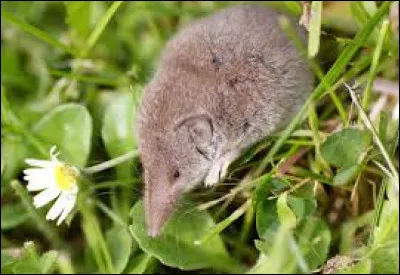 Musaraigne : Quel est le régime alimentaire de ce petit mammifère ?
