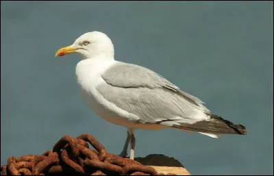 Quel est cet oiseau en G, gris et blanc avec un long bec et des pieds palmés, un oiseau côtier ou insulaire ?