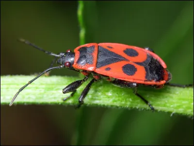 Quel est cet insecte en G, une punaise avec des dessins rouge orangé et noirs ?