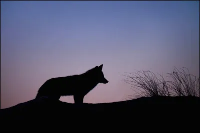Ce MOU s'associe à une porte germaine pour donner...