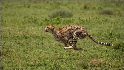 À combien de km/h le guépard court-il ?