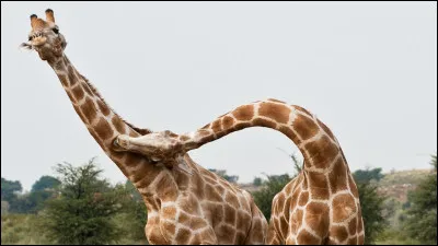 Quelle particularité peut-on exprimer sur la série policière anglaise "Mission Casse-cou" ?