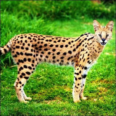 Quel félin dAfrique possède les plus longues pattes proportionnellement à son corps afin de chasser plus efficacement dans la savane ?