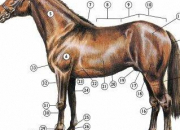 Quiz Parties du corps du cheval