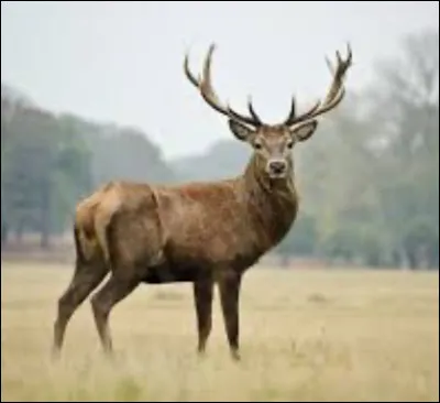 Aimes-tu les animaux ?