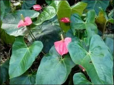 Originaire d'Inde, le madras est apparu dans les Antilles dès le XVIIe siècle. On le tissait alors en Guadeloupe avec des fils de coton et les fibres issues d'une plante locale. Laquelle ?