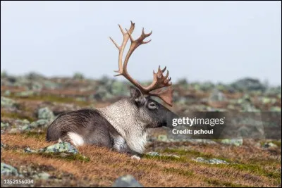 Km 1+5,5 : Dijon. Je vous offrirai bien un kir mais les boissons alcooliques sont interdites aux mineurs alors je me reporte sur la moutarde, pas celle qui monte au nez mais celle dont la ville est fière comme produit bien français. Saviez-vous que 85% des graines de moutarde ne sont pas françaises, alors d'où viennent-elles ?