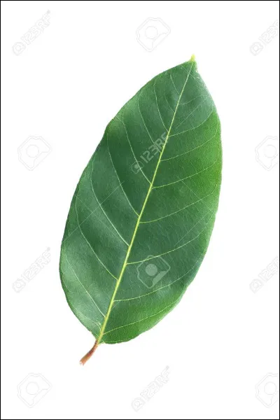 Quel est cet objet ?