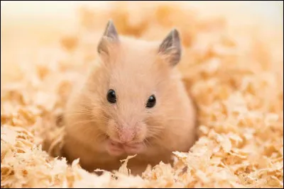 Aimes-tu les animaux ?