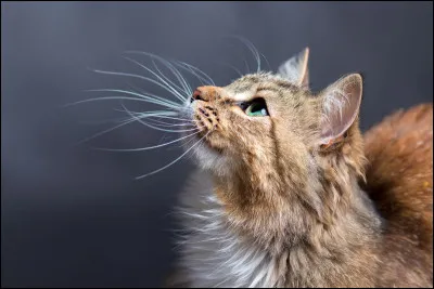 Comment dit-on "chat" en anglais ?