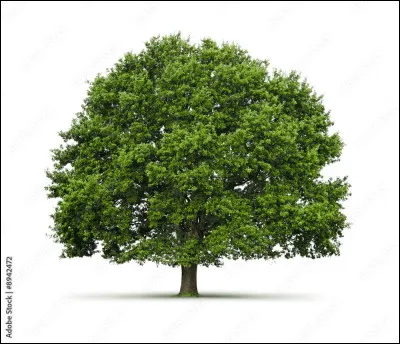 Qu'est-ce que c'est ?