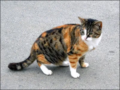 Cet animal est un écureuil.