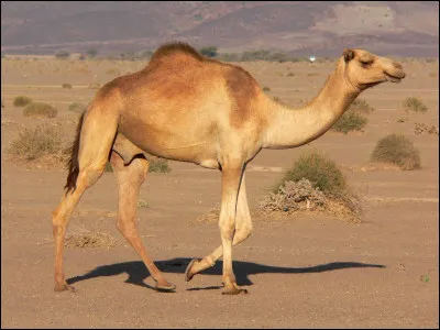 Quel est le nom de ce ruminent du désert ?