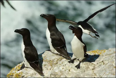 De quels oiseaux s'agit-il ?