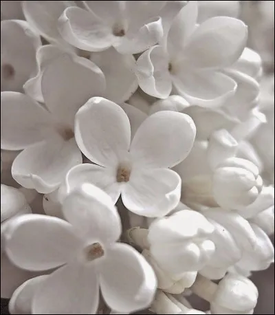 L'albinisme est provoqué par un déficit en production :