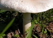 Quiz La toxicité des champignons