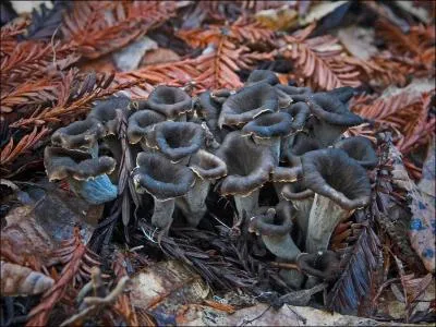 La ''Trompette des morts'' doit son nom  sa grande toxicit !