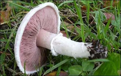 Tous les champignons des prs sont comestibles ?