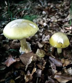 Ingrer 80 g d'amanite phallode suffit pour tuer un homme ?