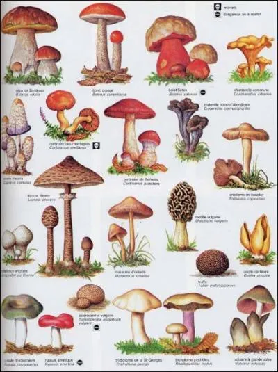 Les champignons toxiques ont tous une odeur dsagrable ?