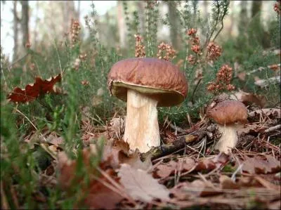 Les jeunes champignons sont toujours comestibles ?