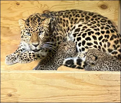 Cet animal est un l&eacute;opard.