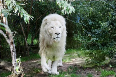 Cette photo est un trucage, un lion ne peut pas &ecirc;tre blanc.