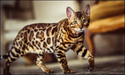Le bengale est-il une race de chat ou une race de tigre ?